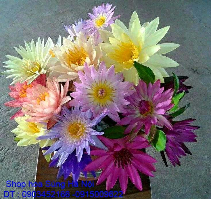 A1 Hồ Súng 9.webp