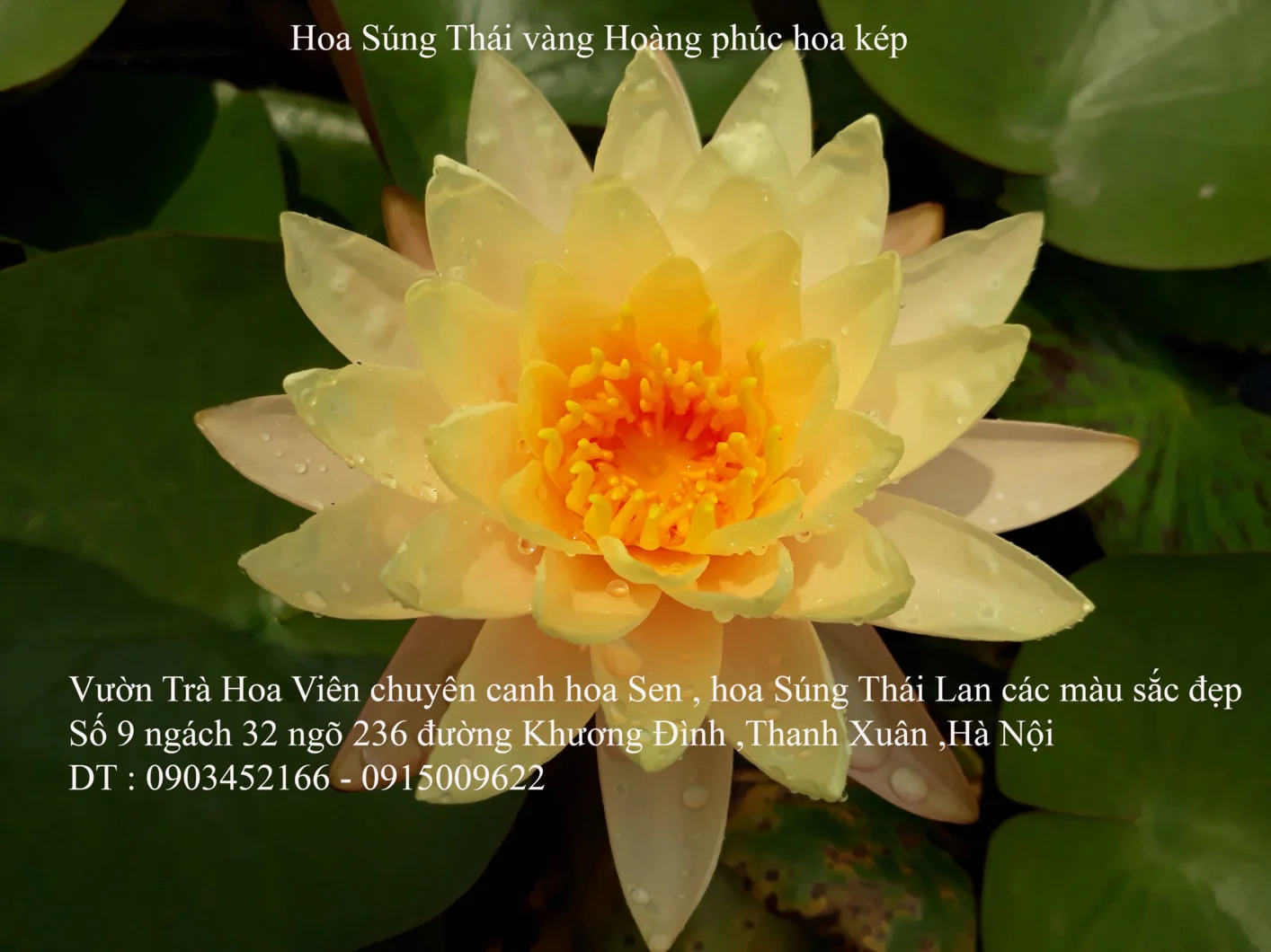 A1 Hoa vàng 14.webp