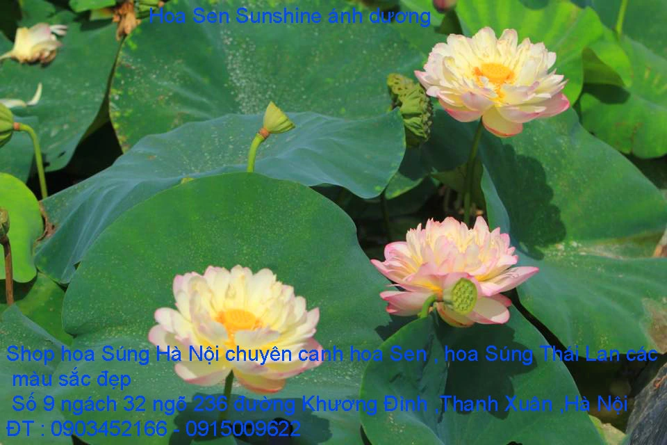 A1 Sen ánh dương 10.webp