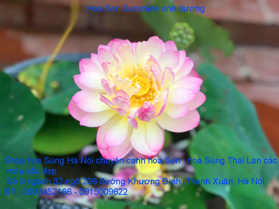 A1 Sen ánh dương 11.webp