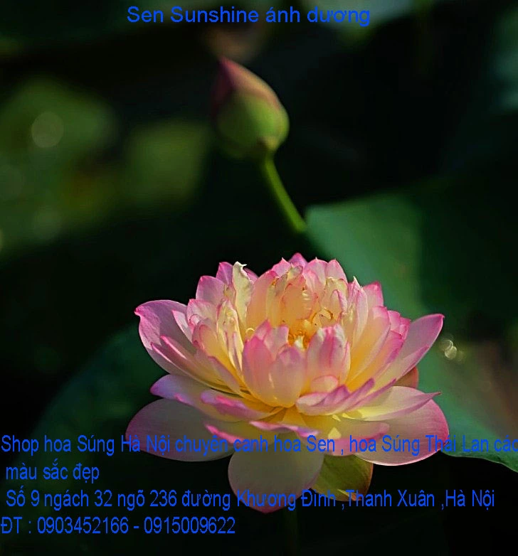 A1 Sen ánh dương 15.webp