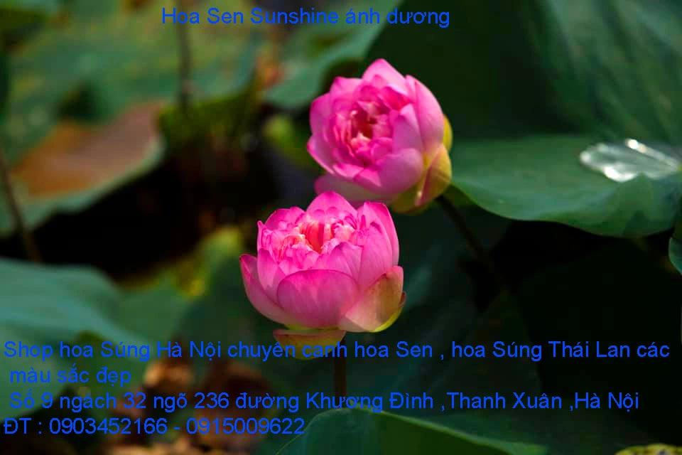 A1 Sen ánh dương 8.webp