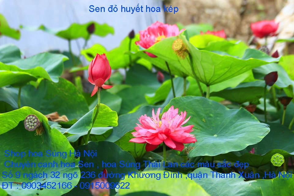A1 Sen đỏ huyết 18.webp