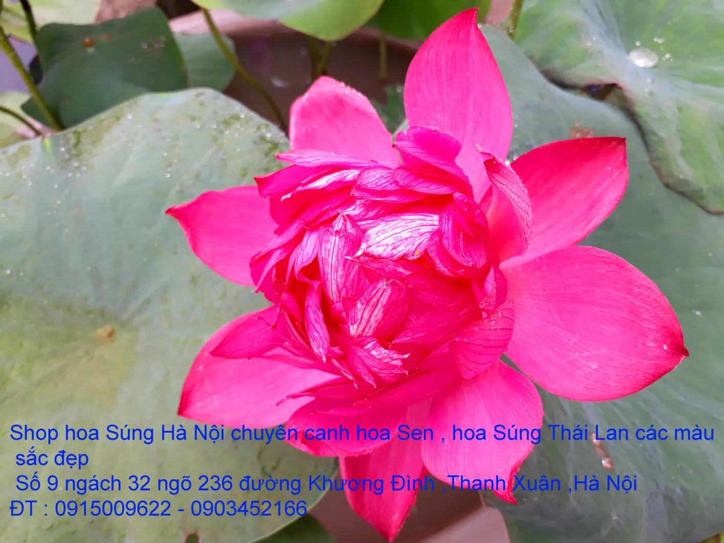 A1 Sen đỏ máu 13.webp