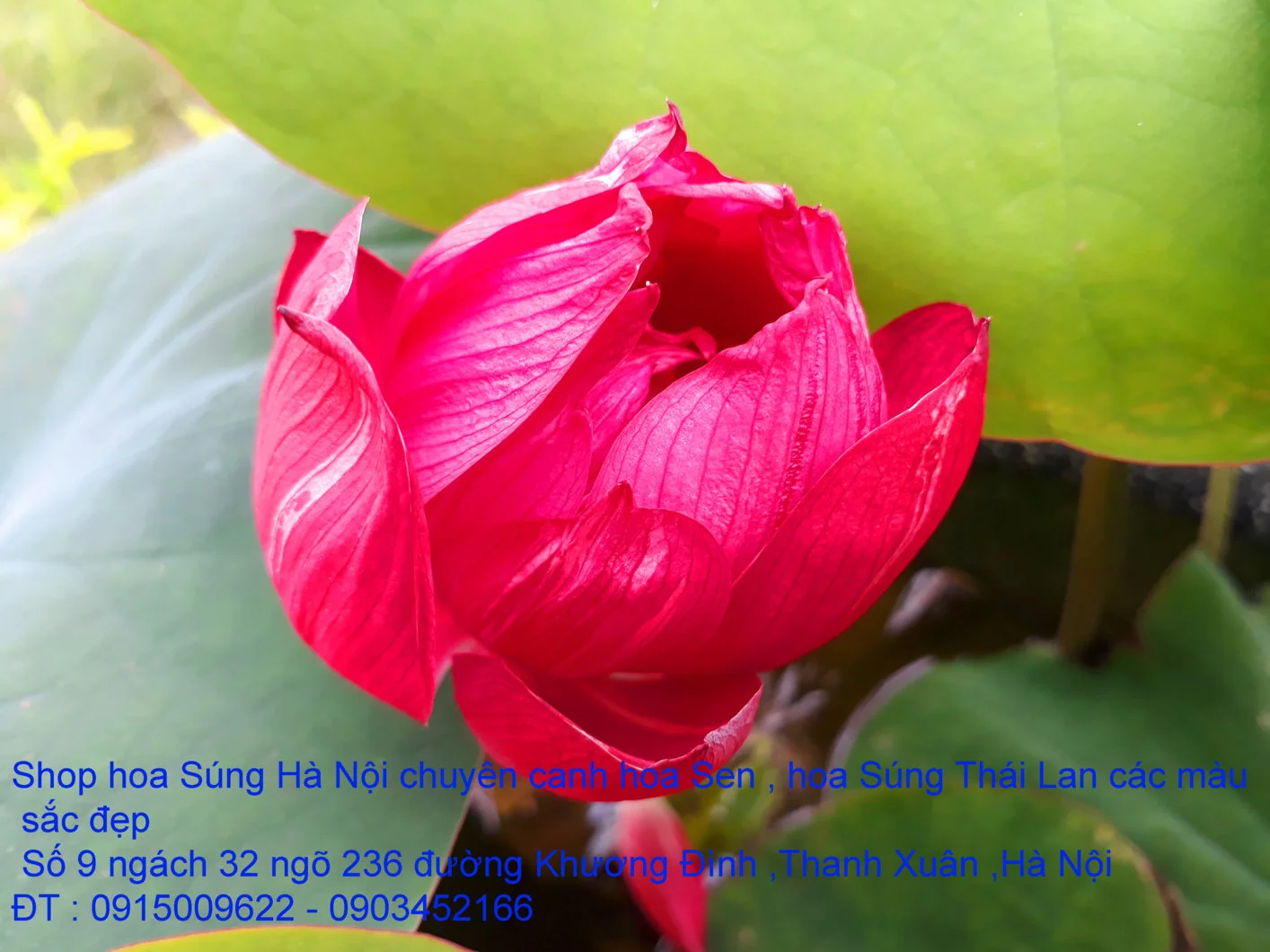 A1 Sen đỏ máu 17.webp