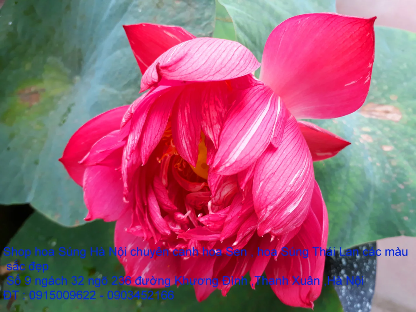 A1 Sen đỏ máu 22.webp