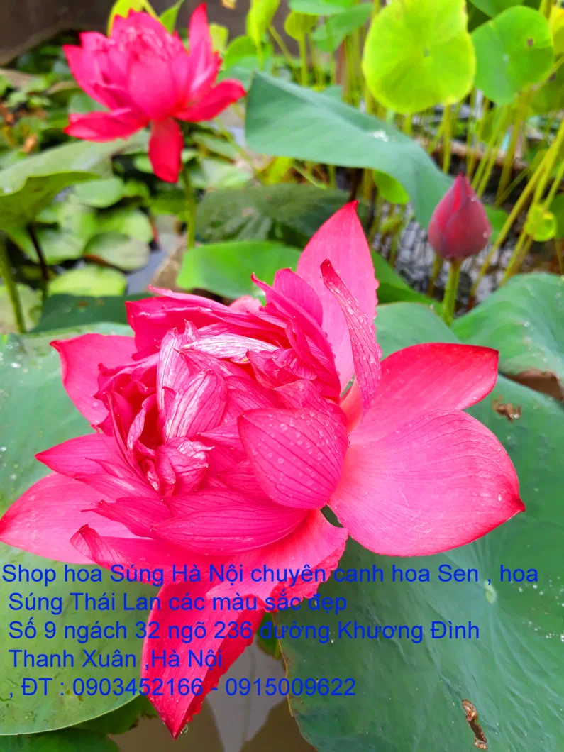 A1 Sen đỏ máu 7.webp