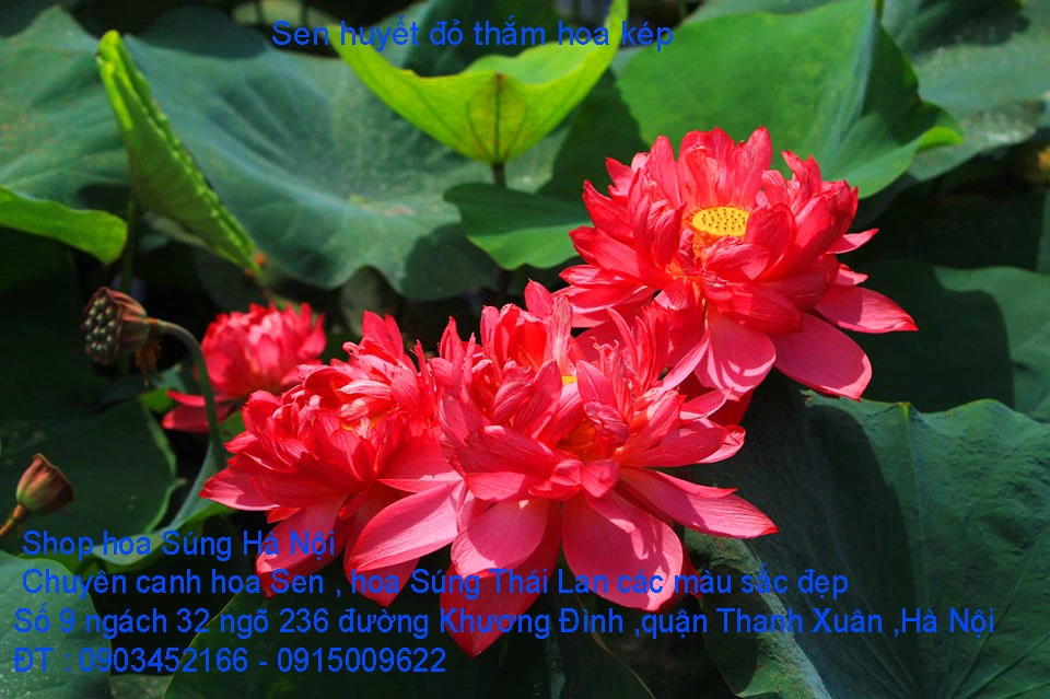 A1 Sen huyết 2.webp