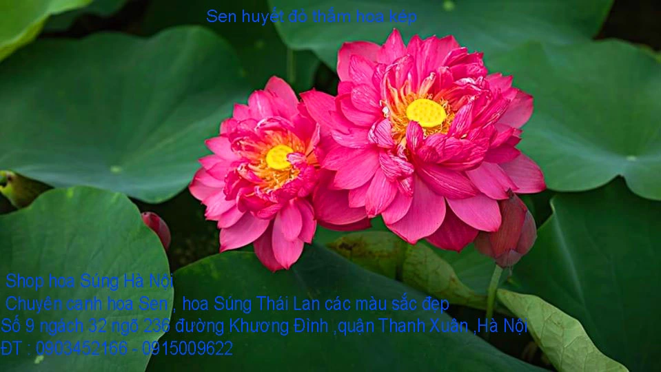 A1 Sen huyết 4.webp
