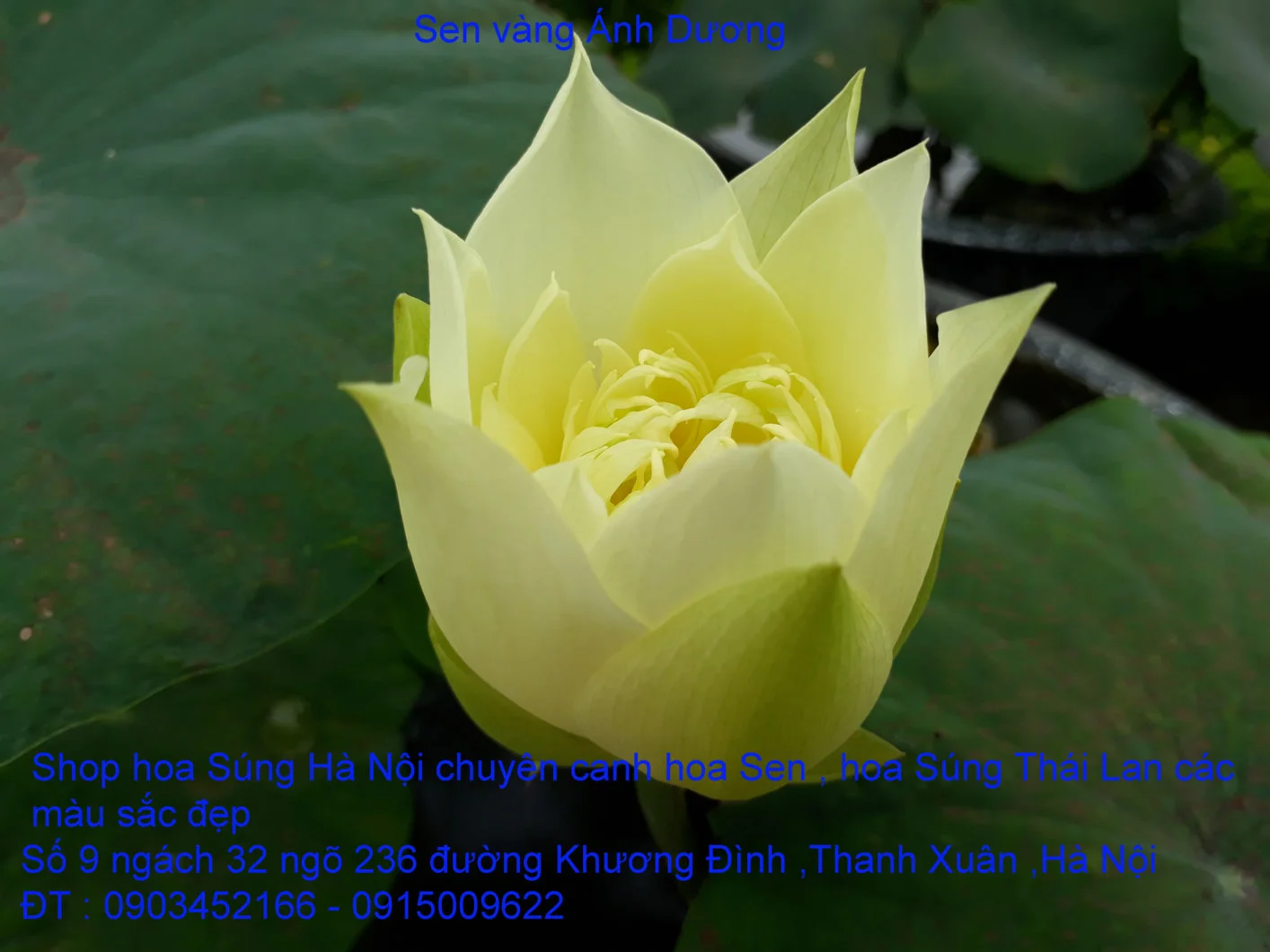 A1 Sen mới 17.webp