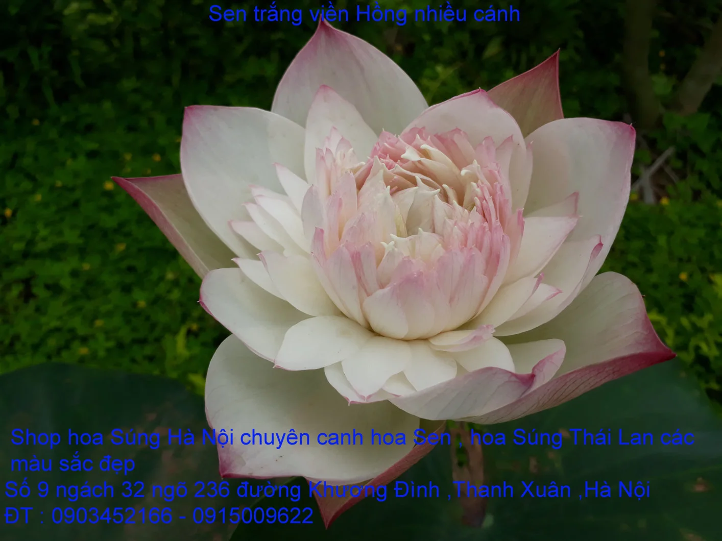 A1 Sen mới 19.webp