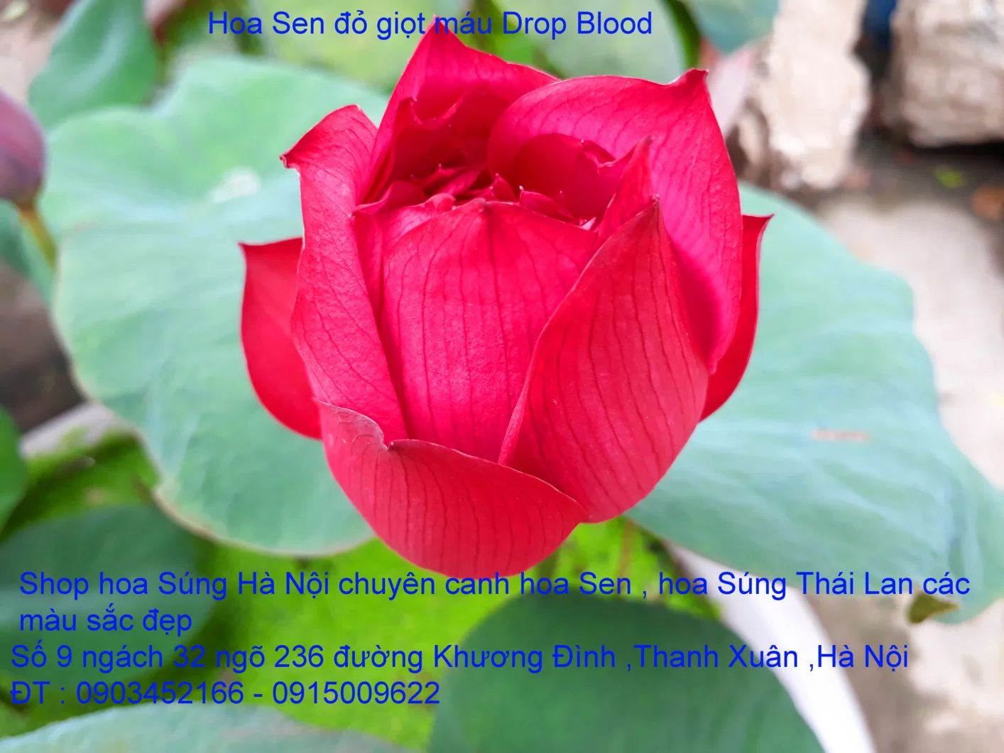 A1 Sen mới 26.webp