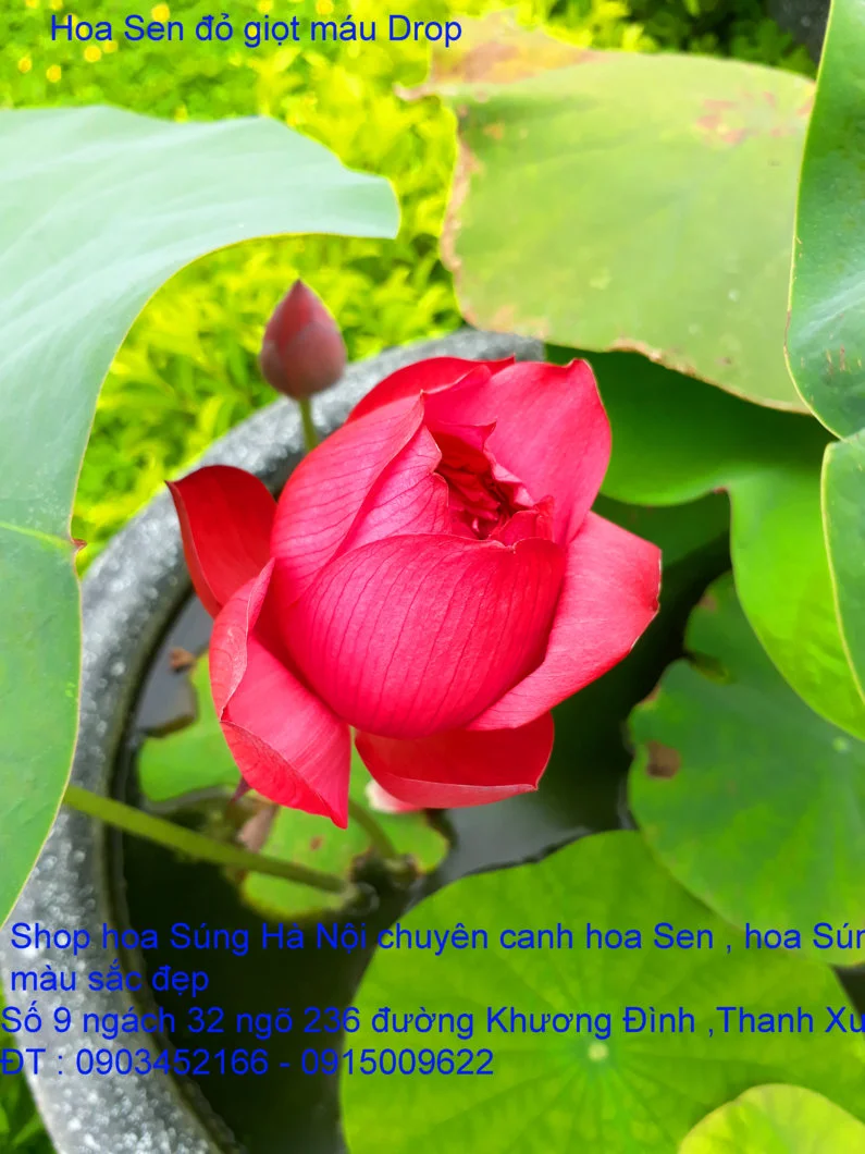 A1 Sen mới 29.webp