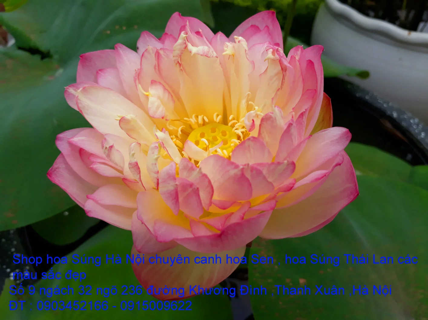 A1 Sen mới 30.webp