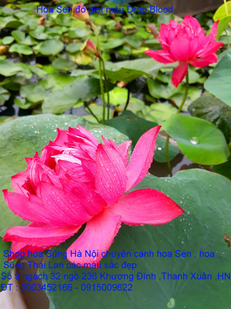 A1 Sen mới 37.webp