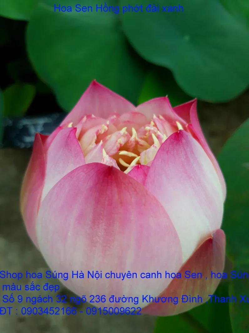 A1 Sen mới 40.webp