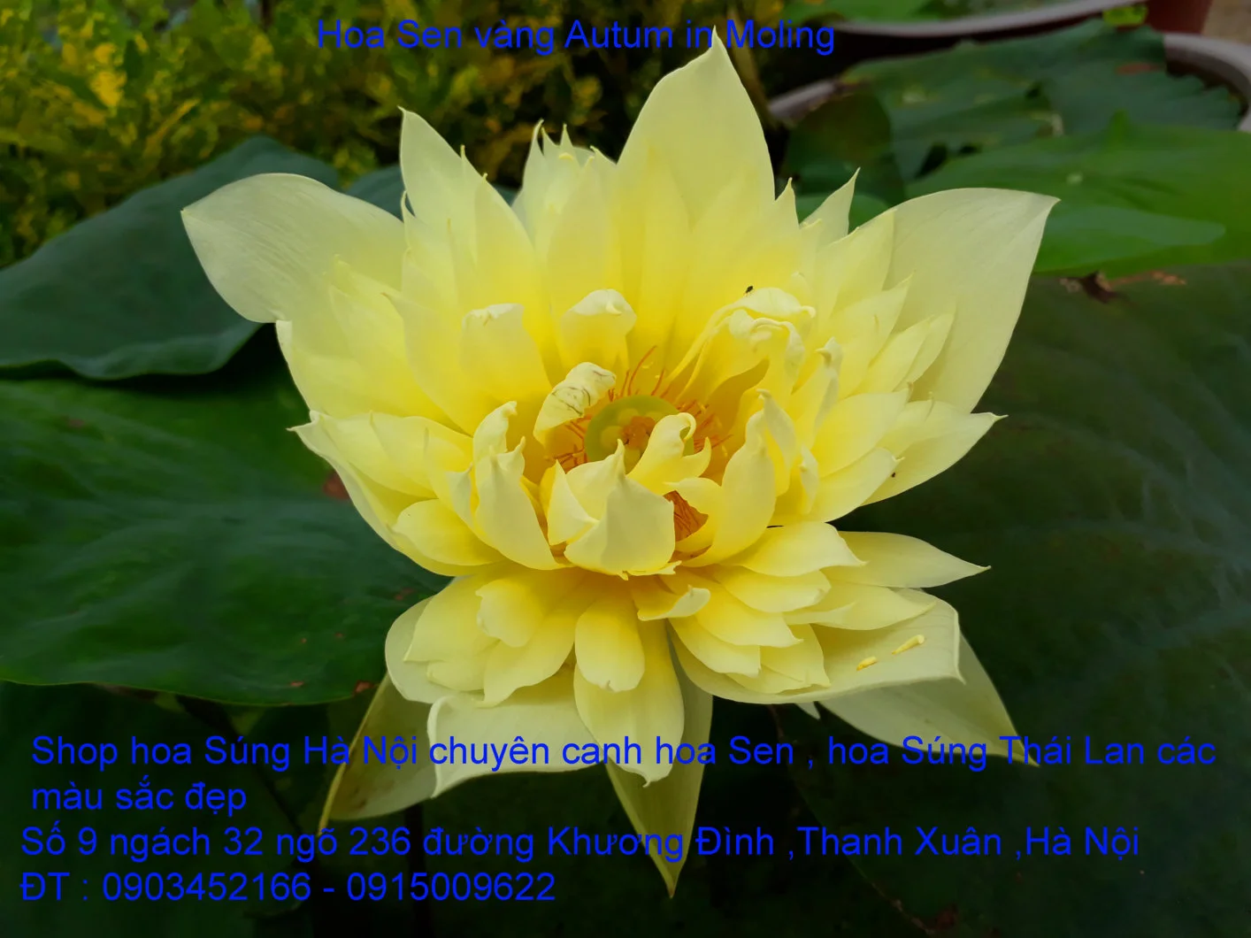 A1 Sen mới 45.webp