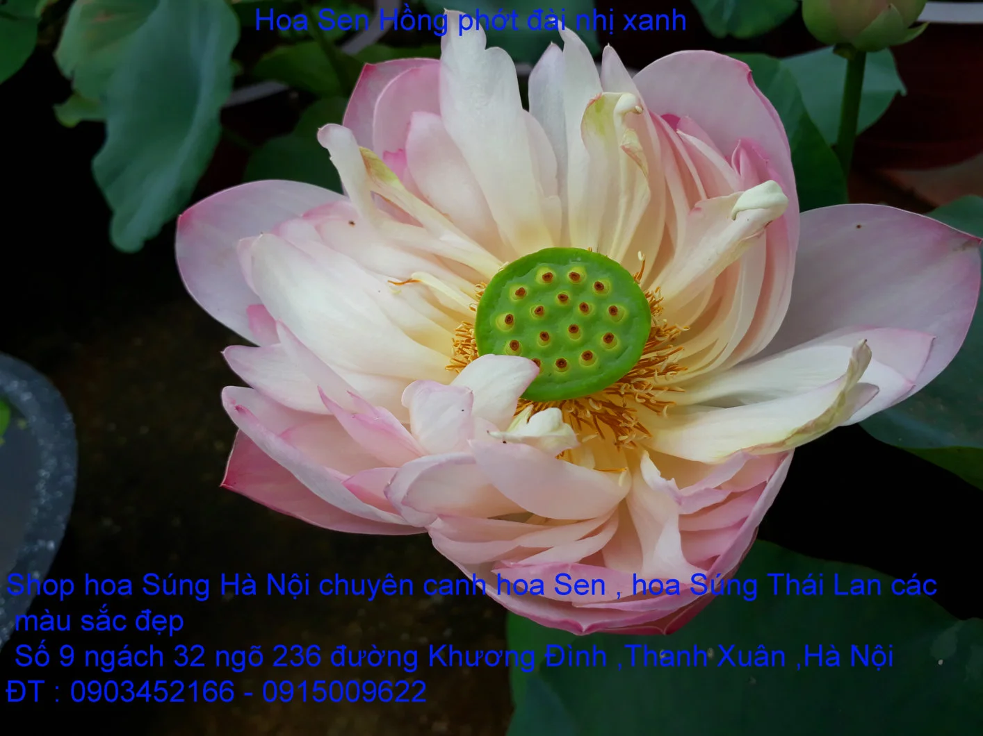 A1 Sen mới 49.webp