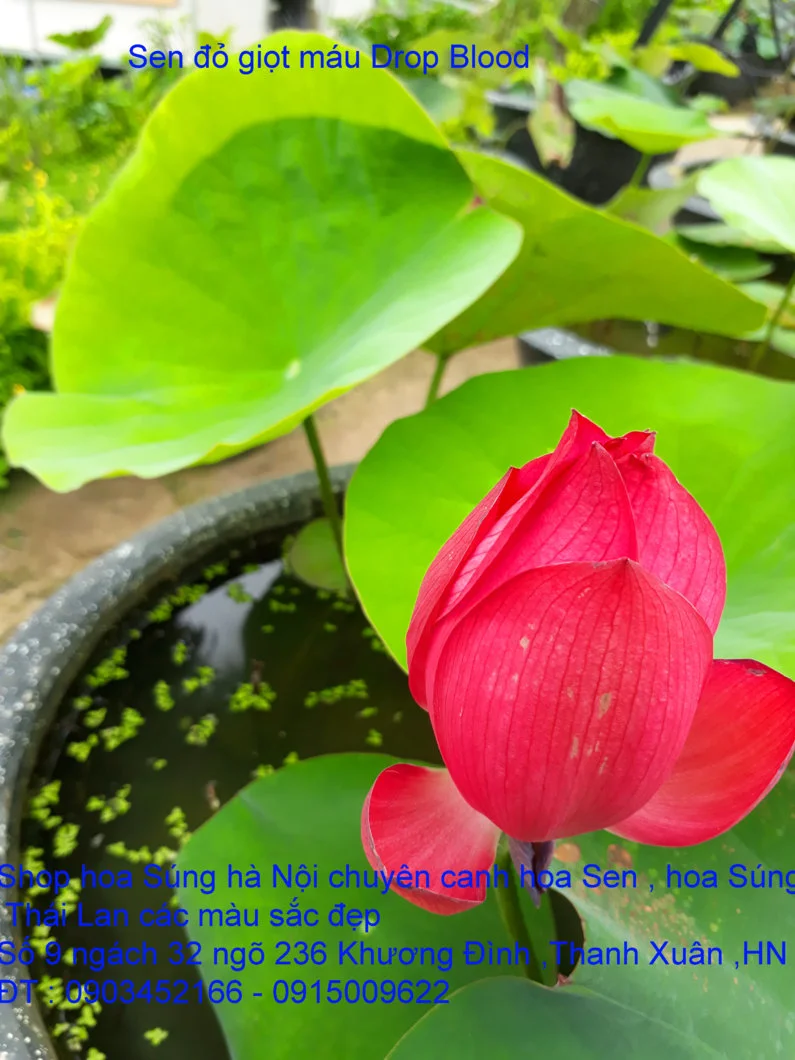 A1 Sen mới 53.webp