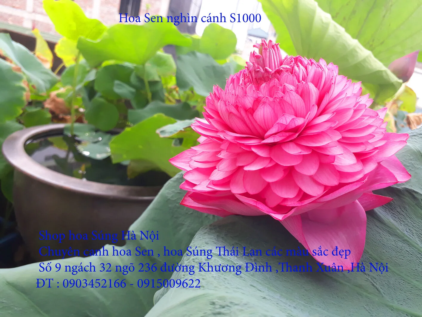 A1 Sen nghìn 8.webp