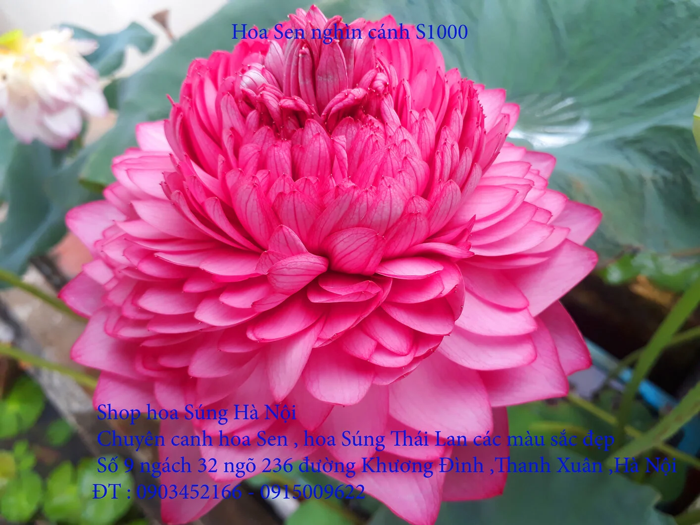 A1 Sen nghìn 9.webp