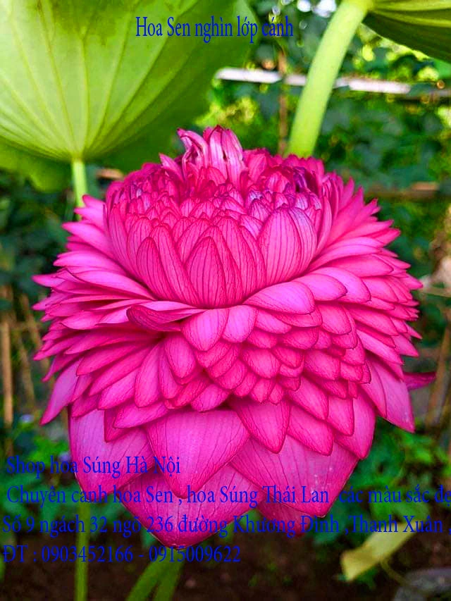 A1 Sen nghìn lớp 10.webp