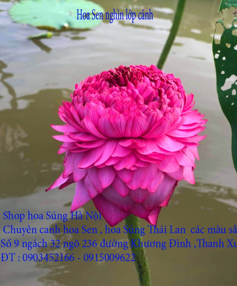 A1 Sen nghìn lớp 11.webp