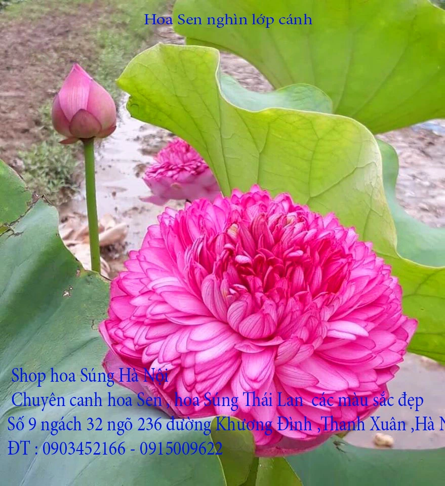 A1 Sen nghìn lớp 15.webp