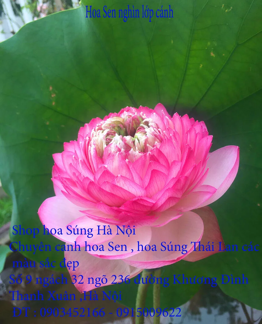 A1 Sen nghìn lớp 17.webp