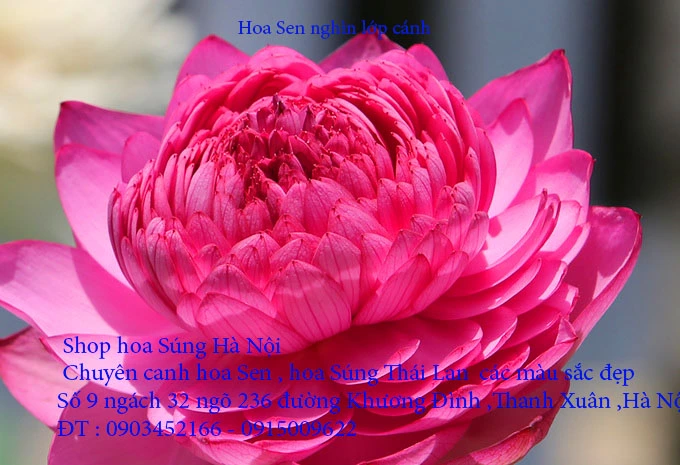 A1 Sen nghìn lớp 18.webp