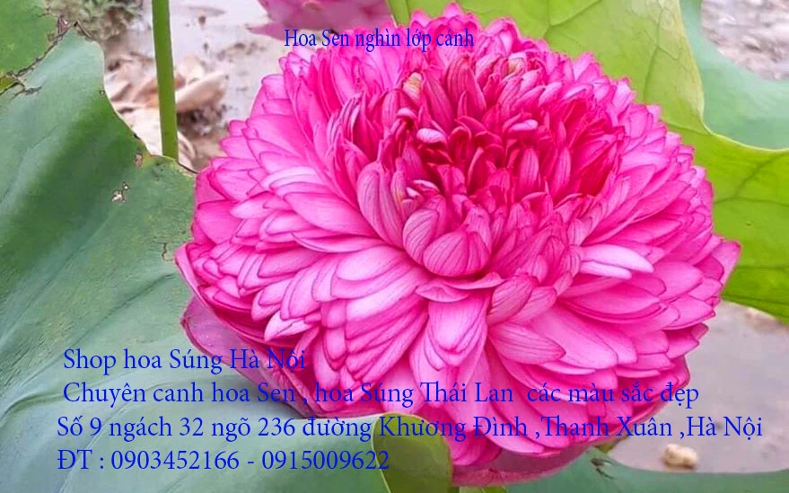 A1 Sen nghìn lớp 3.webp