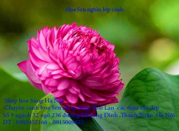 A1 Sen nghìn lớp 4.webp