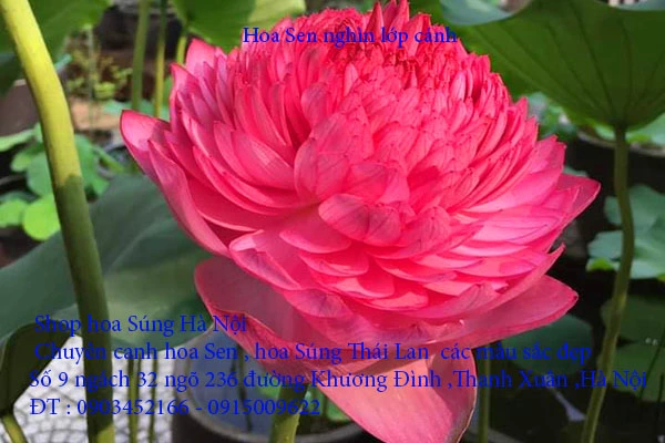 A1 Sen nghìn lớp 6.webp