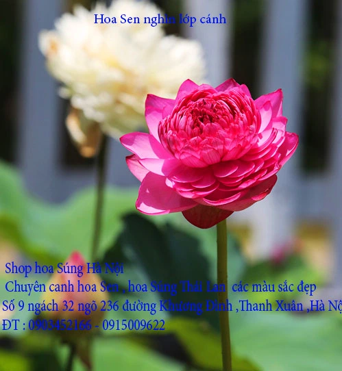 A1 Sen nghìn lớp 8.webp