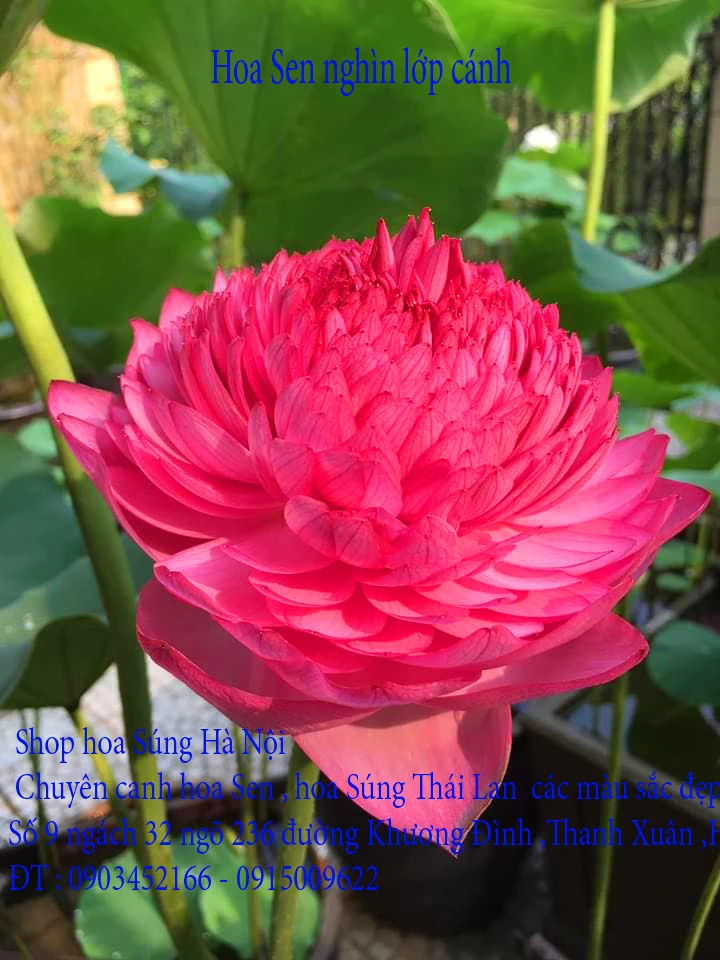 A1 Sen nghìn lớp 9.webp