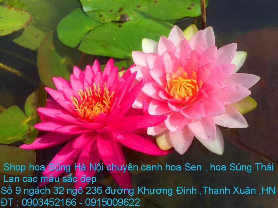 A1 Súng 2019 10.webp