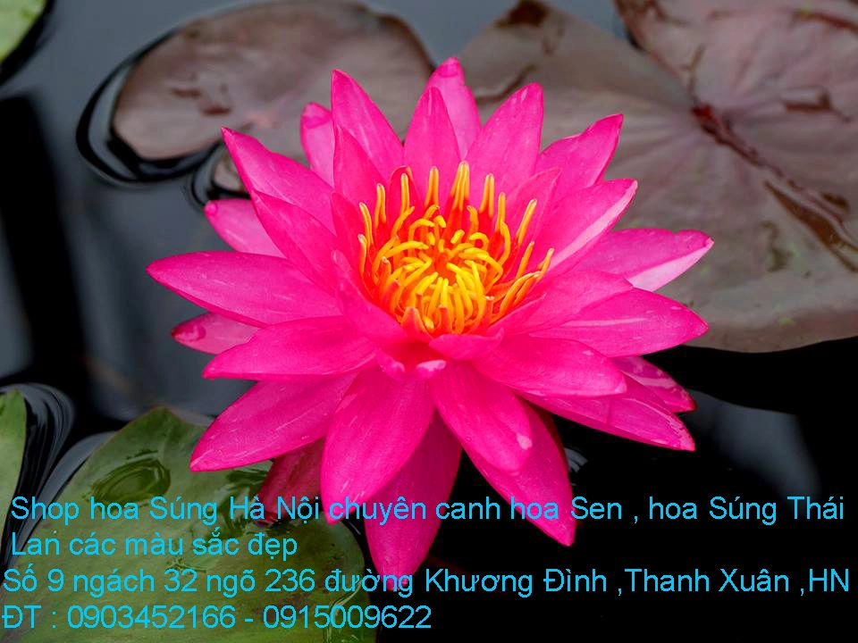 A1 Súng 2019 11.webp