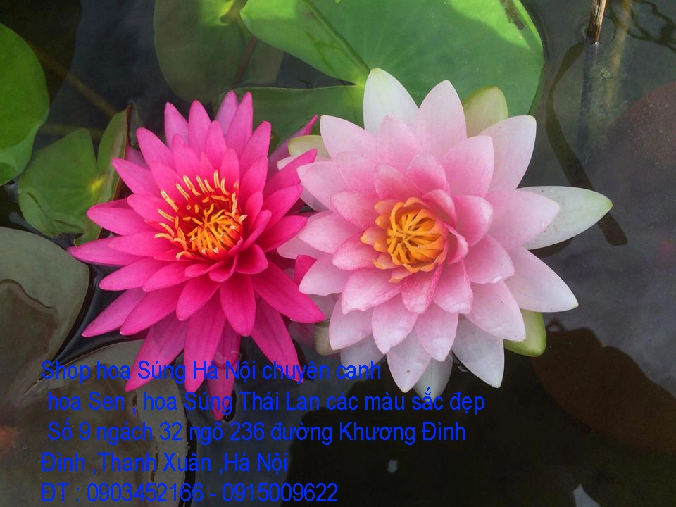 A1 Súng 2019 3.webp