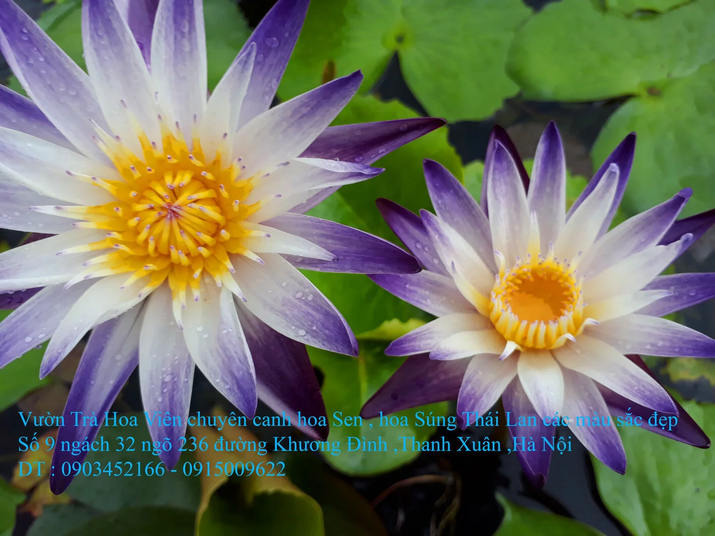 A1 Súng 4 màu 7.webp