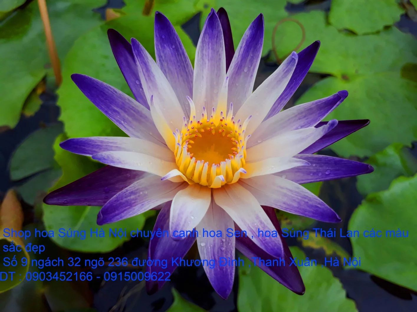 A1 Súng 4 màu mới 3.webp