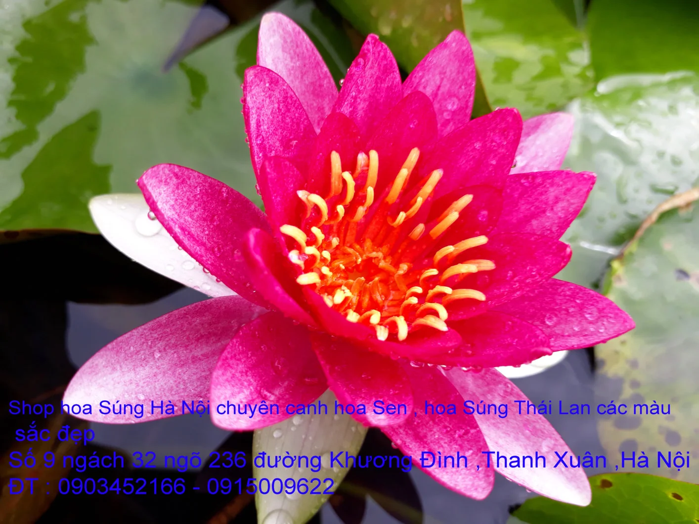 A1 Súng đỏ 2.webp