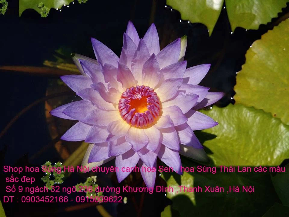 A1 Súng lai 12.webp