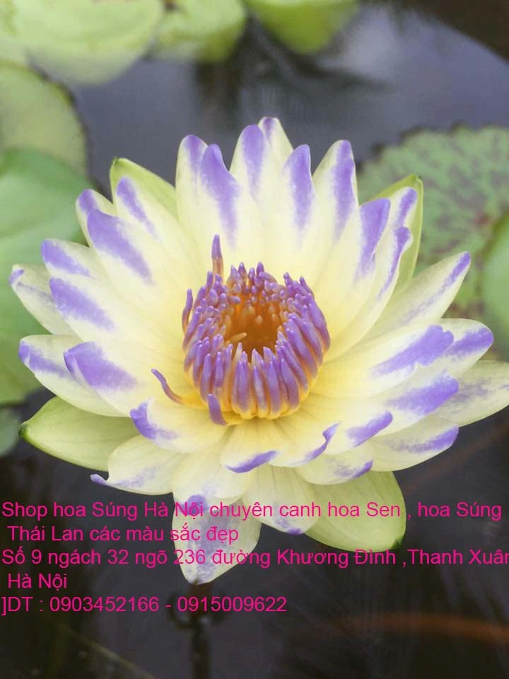 A1 Súng lai 14.webp