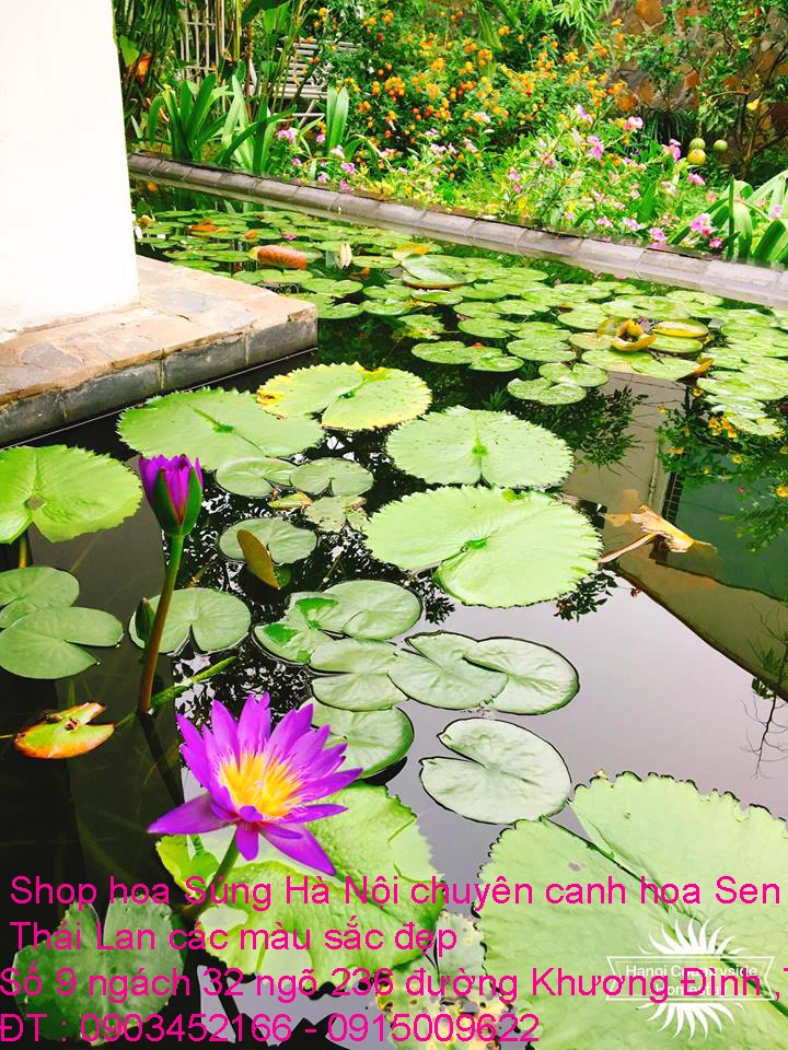 A1 Súng Thái 1.webp