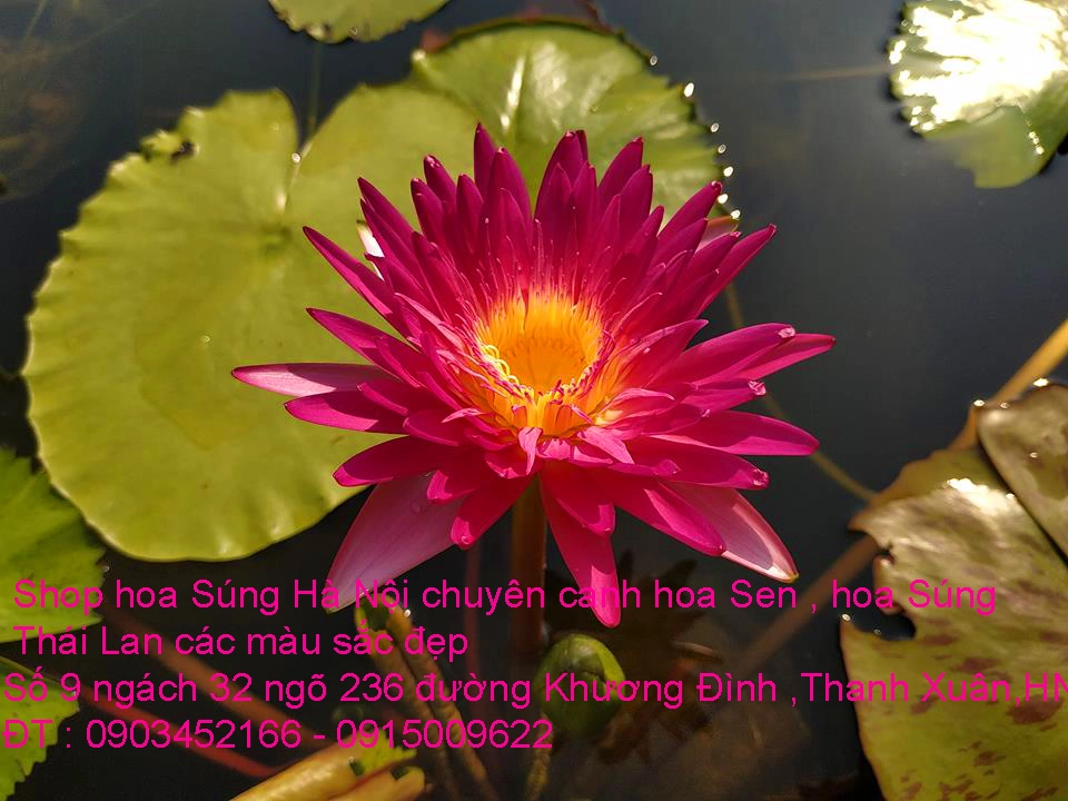 A1 Súng Thái 14.webp