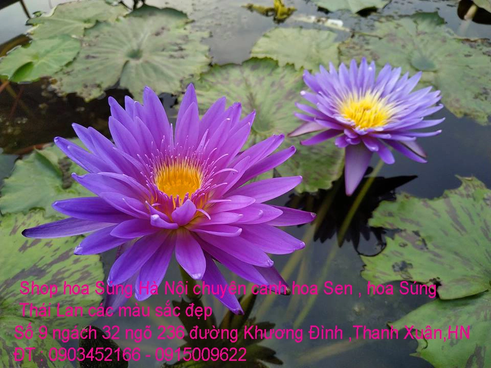 A1 Súng Thái 27.webp