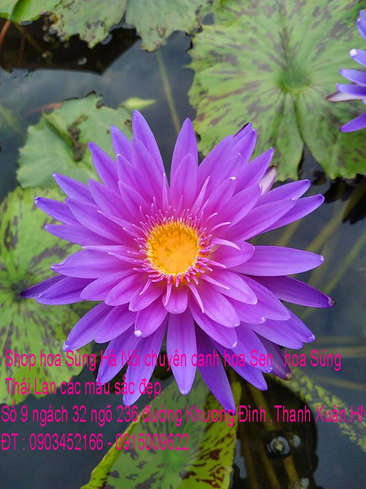 A1 Súng Thái 28.webp