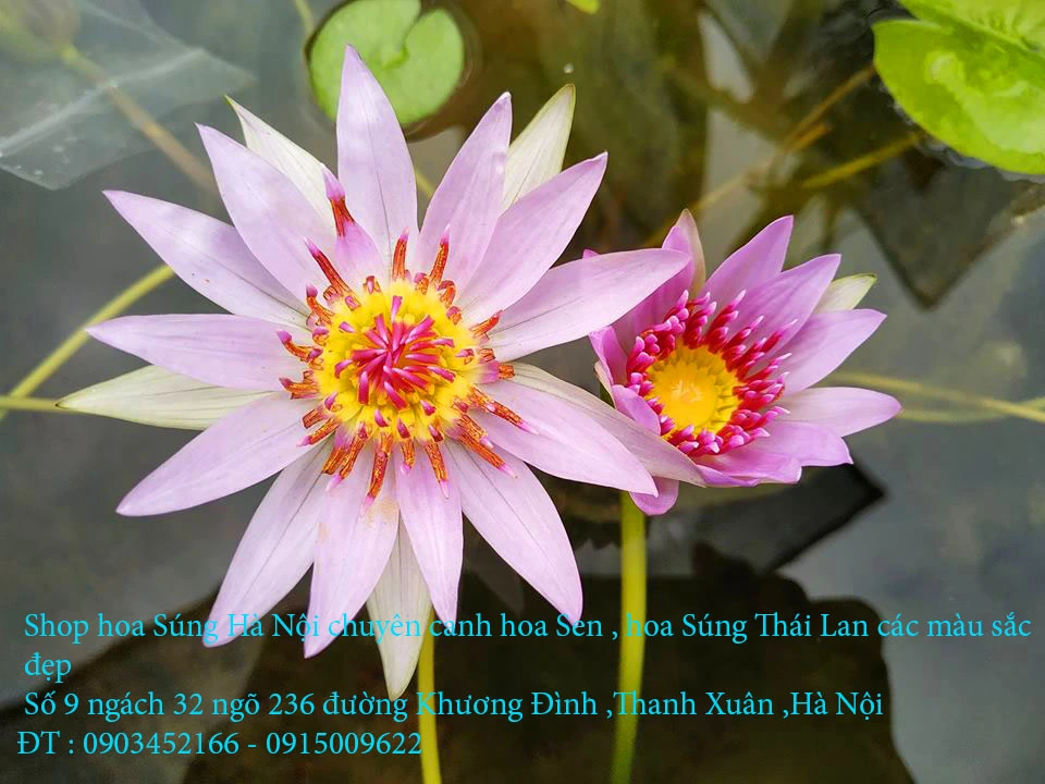 A1 Súng Thiền 13.webp