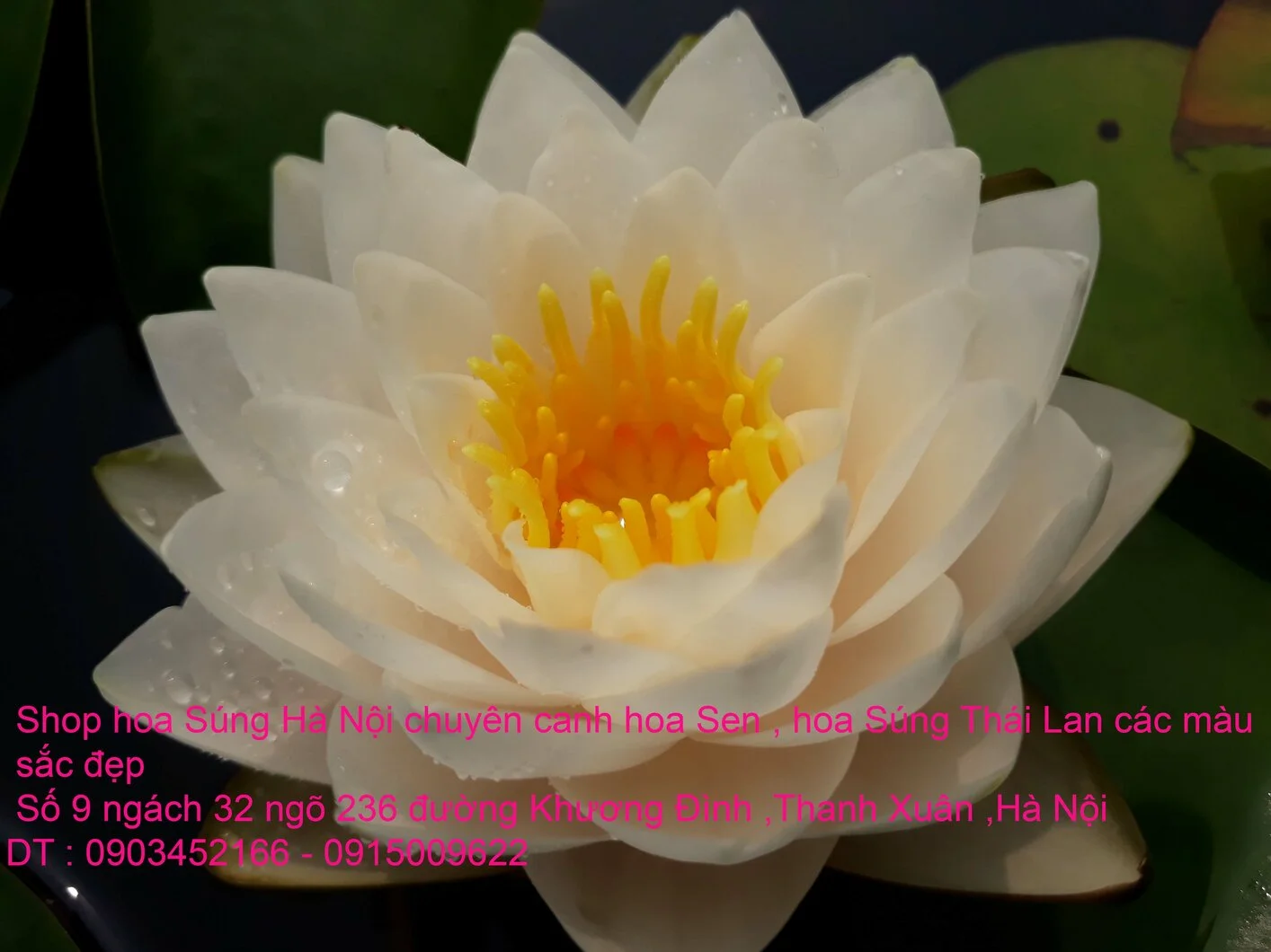 A1 Súng Trắng Mani siam 5.webp