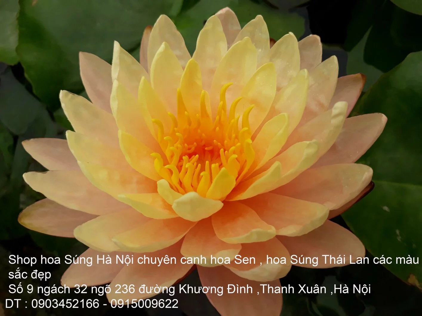 A1 Súng vàng 3.webp